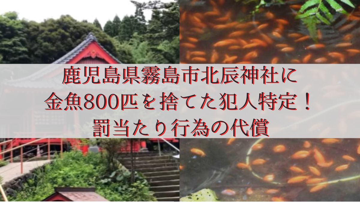児島県霧島市北辰神社に金魚800匹を捨てた犯人特定!罰当たり行為の代償
