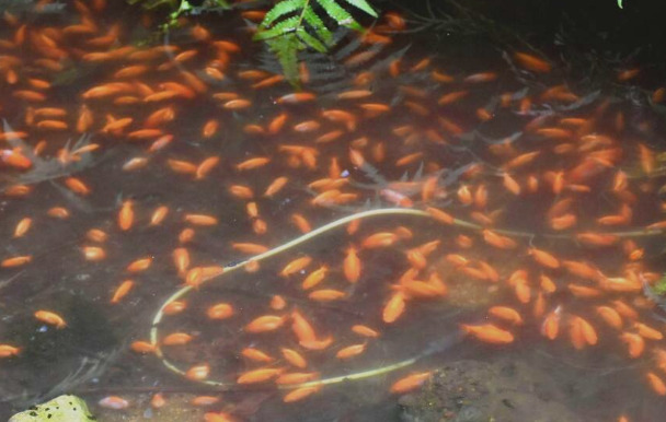 鹿児島県霧島市北辰神社に金魚800匹を捨てた罰当たり行為