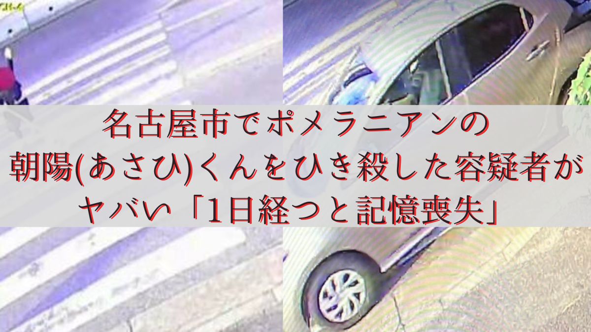 名古屋市でポメラニアンの朝陽(あさひ)くんをひき殺した容疑者がヤバい「1日経つと記憶喪失」