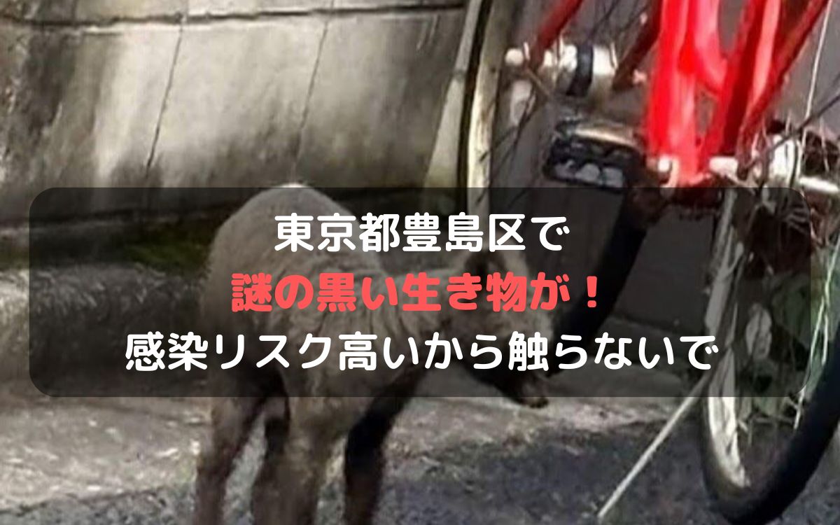 【画像】東京豊島区で謎の黒い動物現場はどこ？感染リスクあるから触らないで！